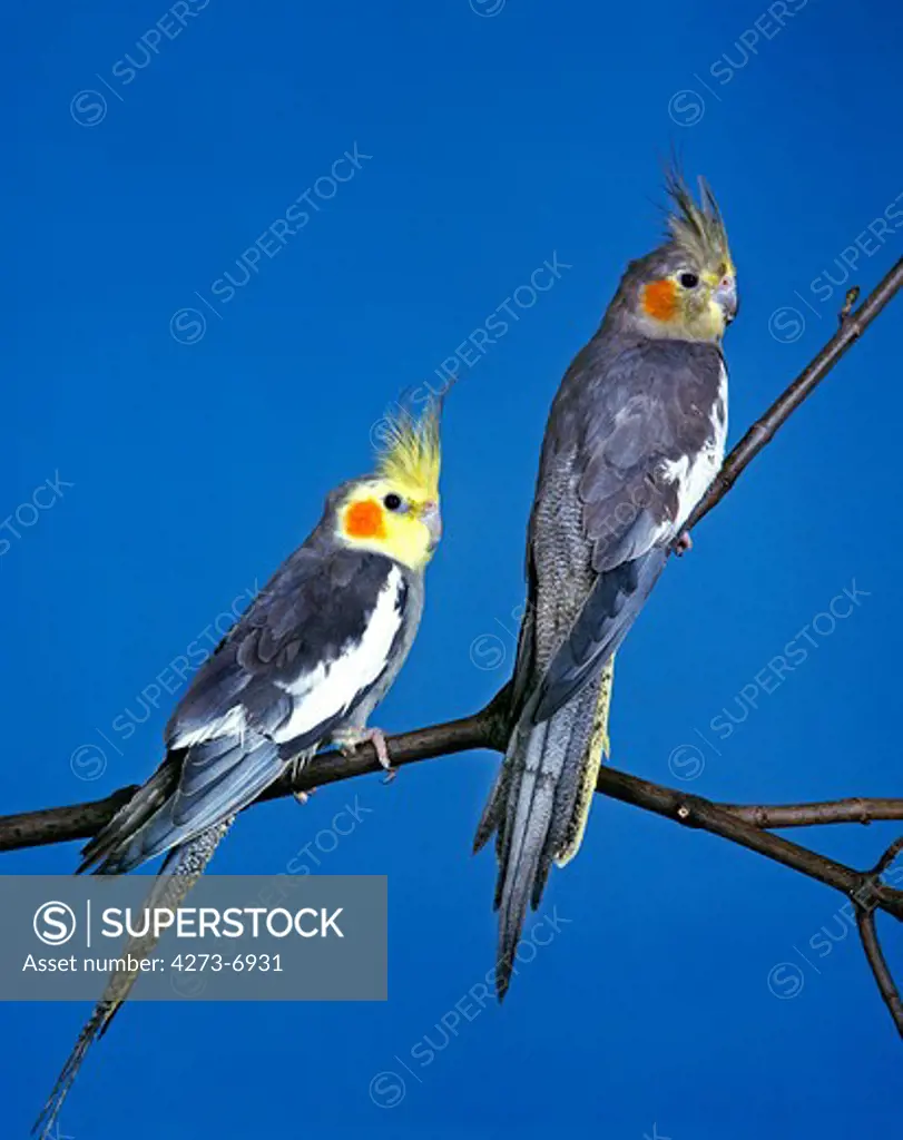 Cockatiel, Nymphicus Hollandicus, Adults Standing On Branch Against Blue Sky