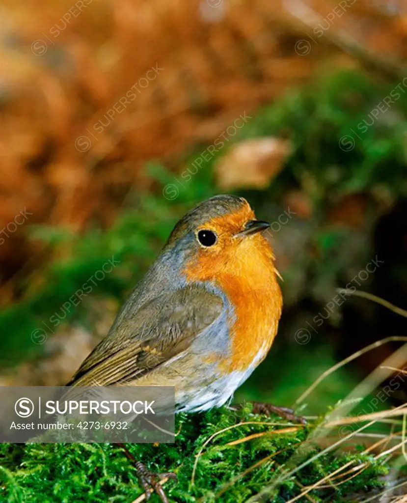 European Robin Erithacus Rubecula, Adult Standing On Moss, Normandy In France