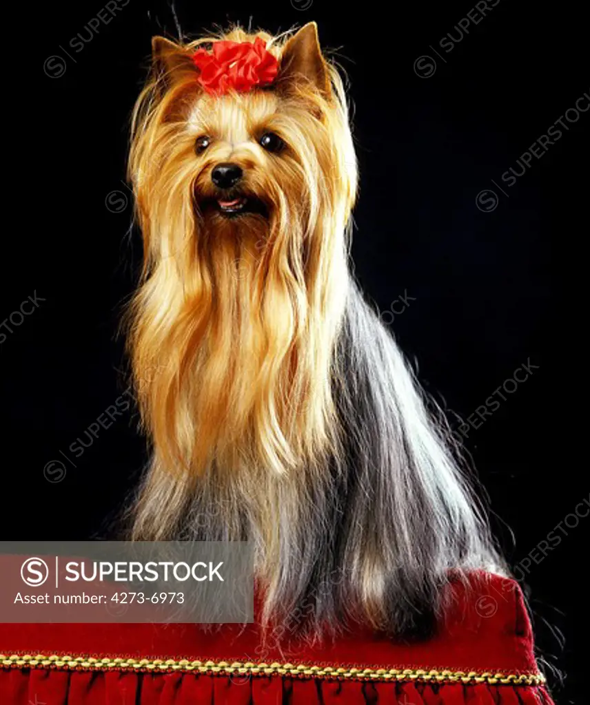 Yorkshire Terrier, Adult Well Brushed Before Dog Competition