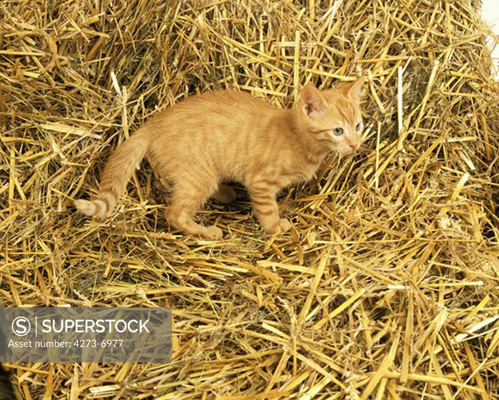 Red Tabby Domestic Cat, Kitten Standing On Straw