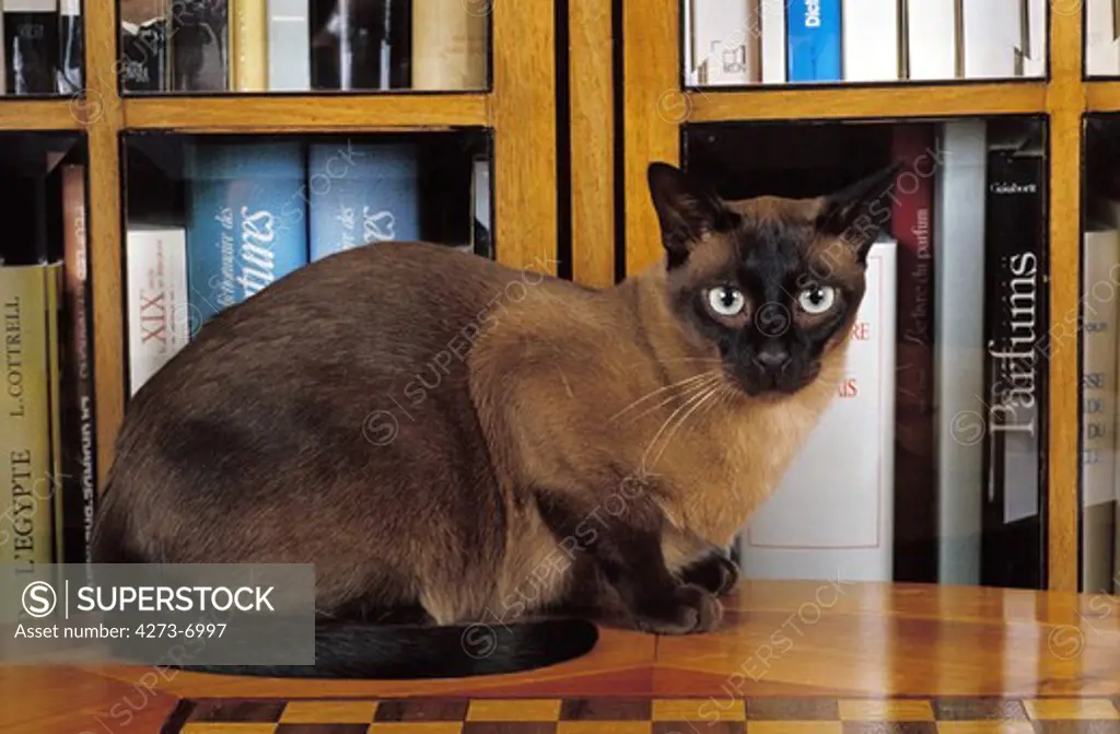 Tonkinese Domestic Cat, Adult Resting Near Bookcase