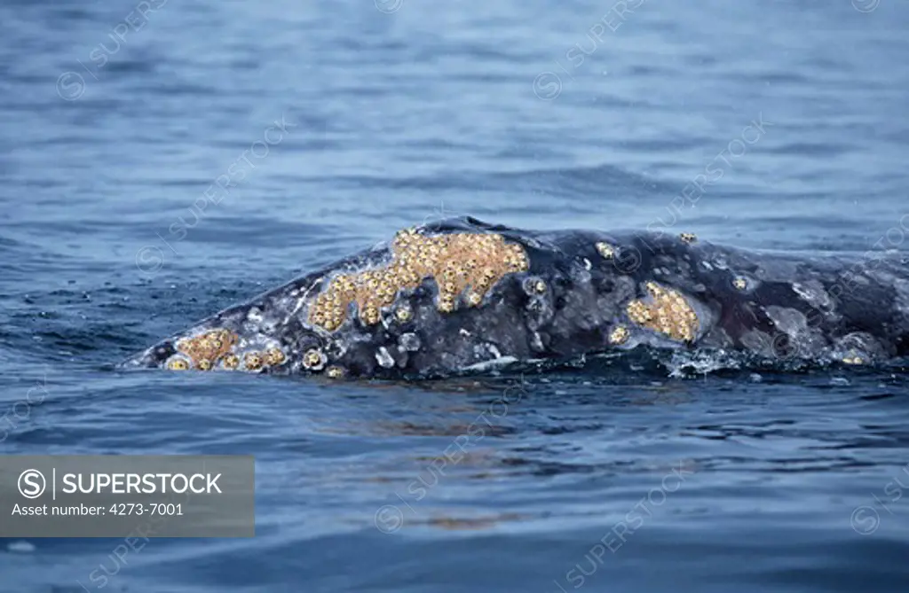 Grey Whale Eschrichtius Robustus, Head Standing At Surface, Baja California In Mexico