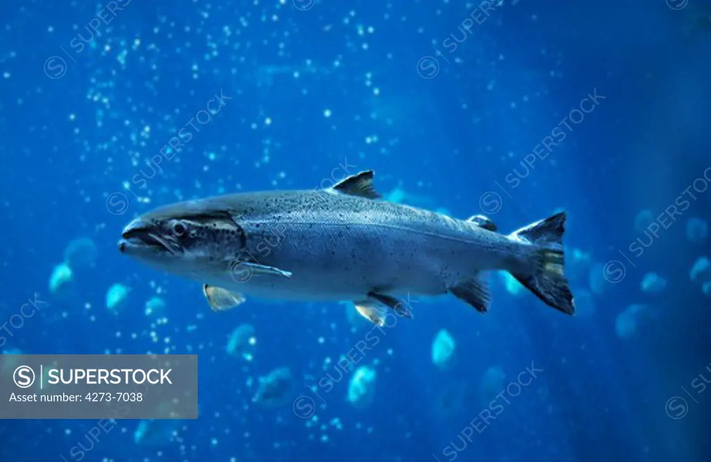 Atlantic Salmon Salmo Salar, Quebec Canada