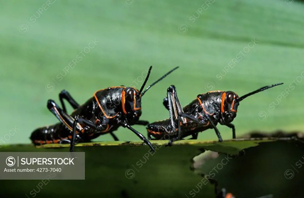 Grasshopper Standing On Leaf, Costa Rica