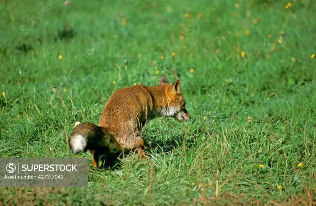 Red Fox, Vulpes Vulpes, Adult Defecating, Normandy