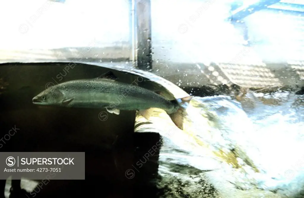 Atlantic Salmon, Salmo Salar In A Fish Ladder In Quebec