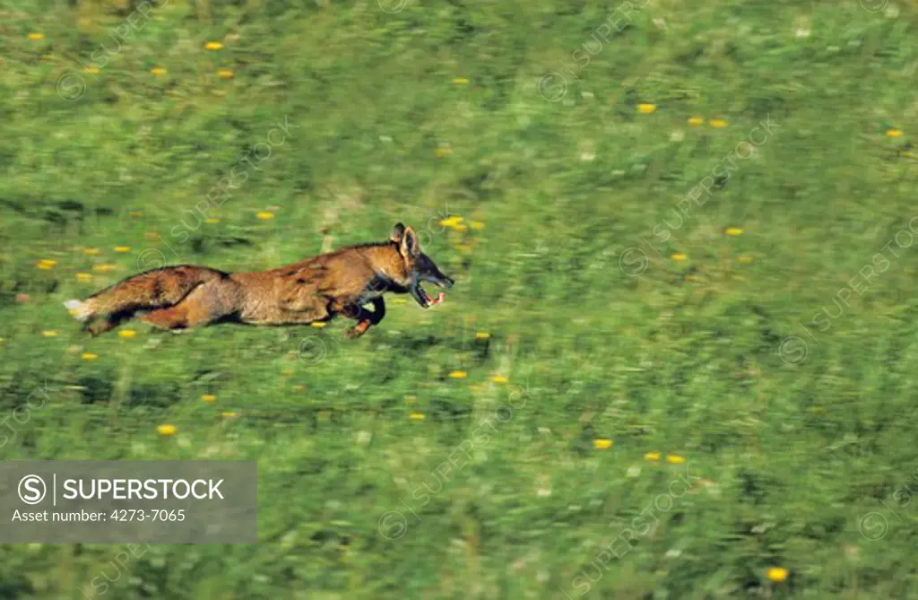 Red Fox Vulpes Vulpes, Adult Running, Normandy