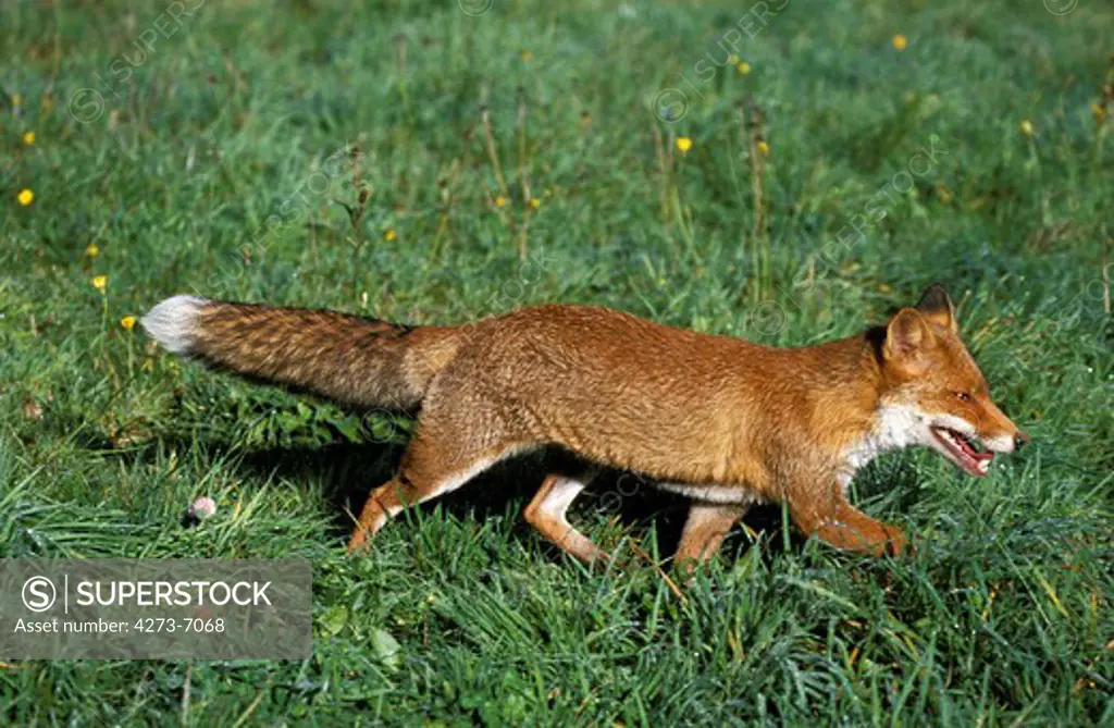 Red Fox, Vulpes Vulpes, Adult Walking On Grass