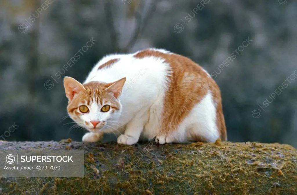Red And White Domestic Cat, Adult Standing On Branch