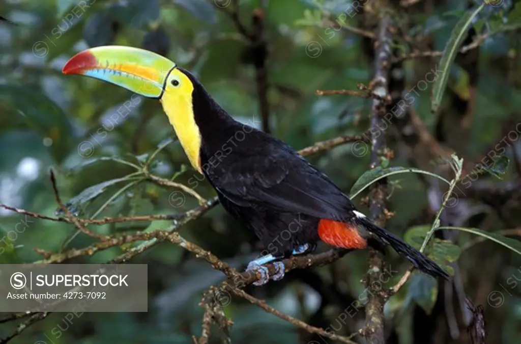 Keel-Billed Toucan Ramphastos Sulfuratus, Adult Standing On Branch, Costa Rica