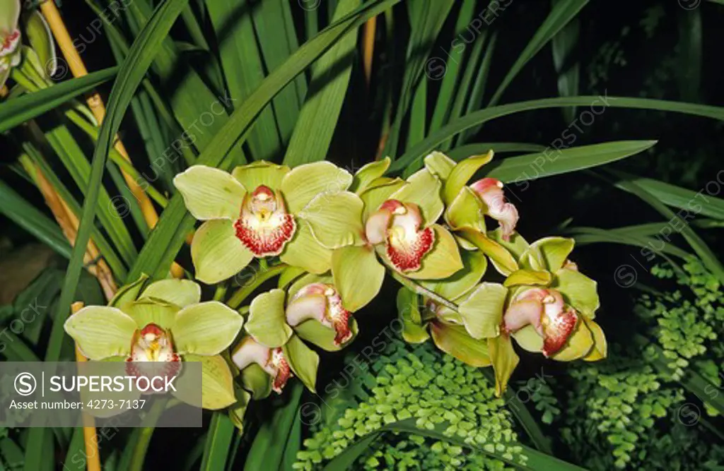 Orchid, Cymbidium Sp