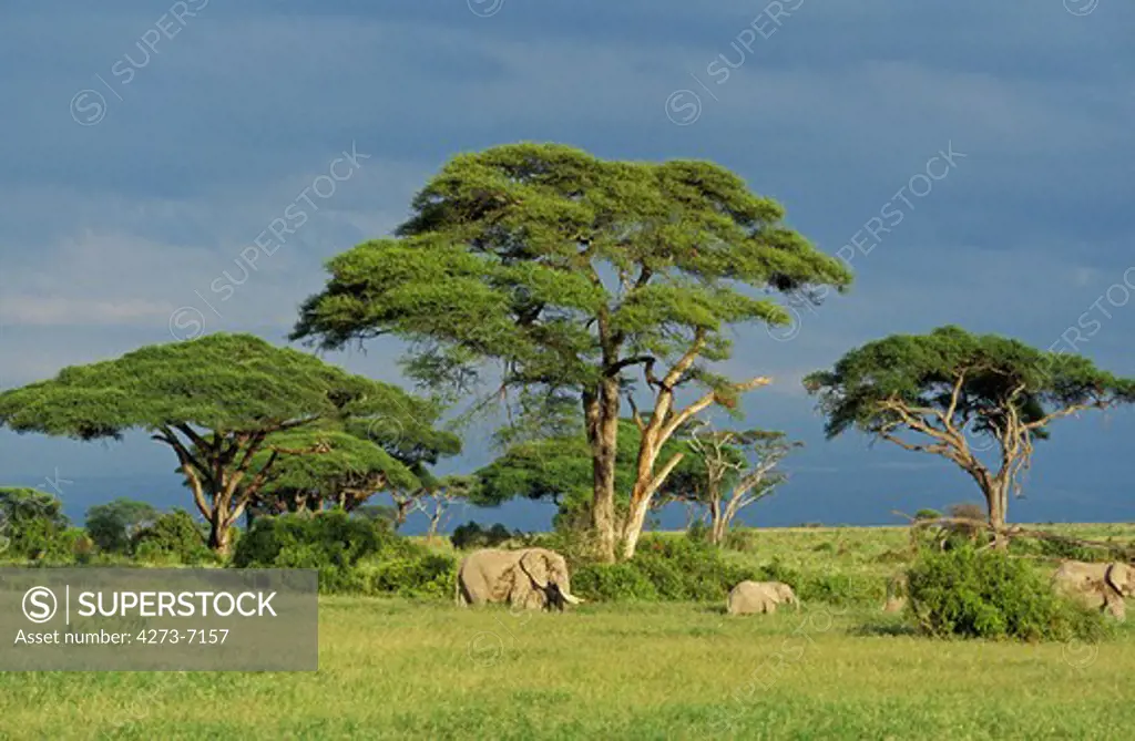 African Elephant, Loxodonta Africana, Group In Savanah, Masai Mara Park In Kenya