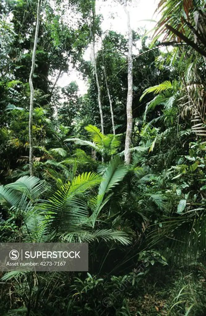 Rainforest In Australia