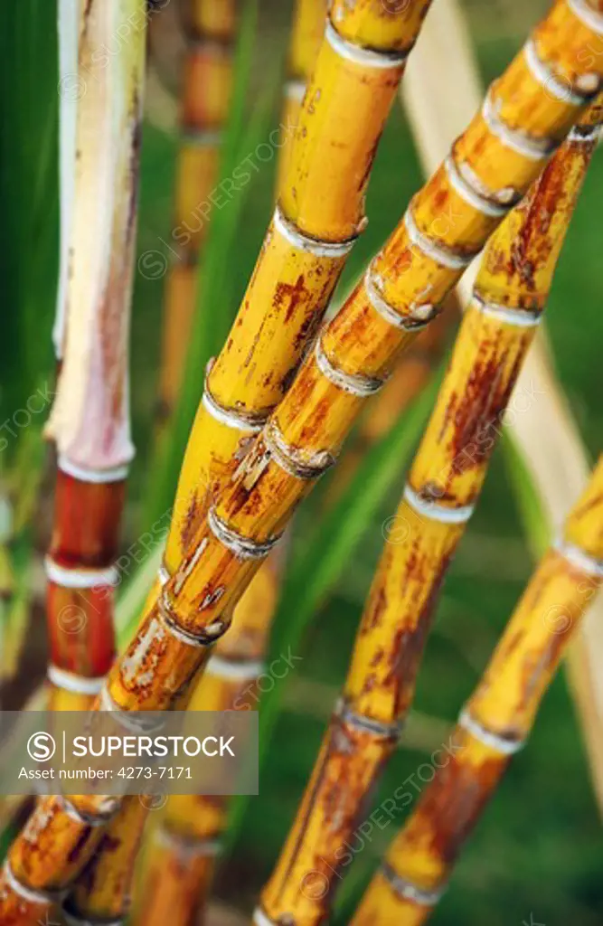 Sugar Cane In Hawaii