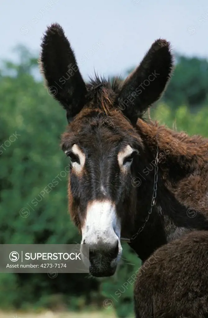 Poitou Donkey Or Baudet Du Poitou, A French Breed, Portrait Of Adult
