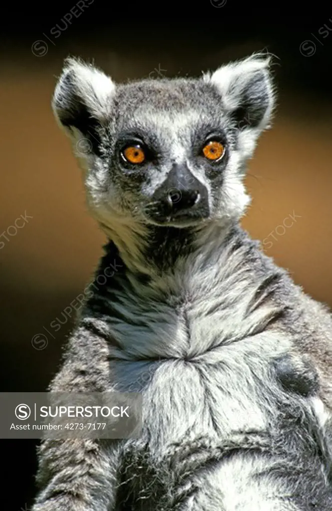 Ring Tailed Lemur, Lemur Catta, Portrait Of Adult