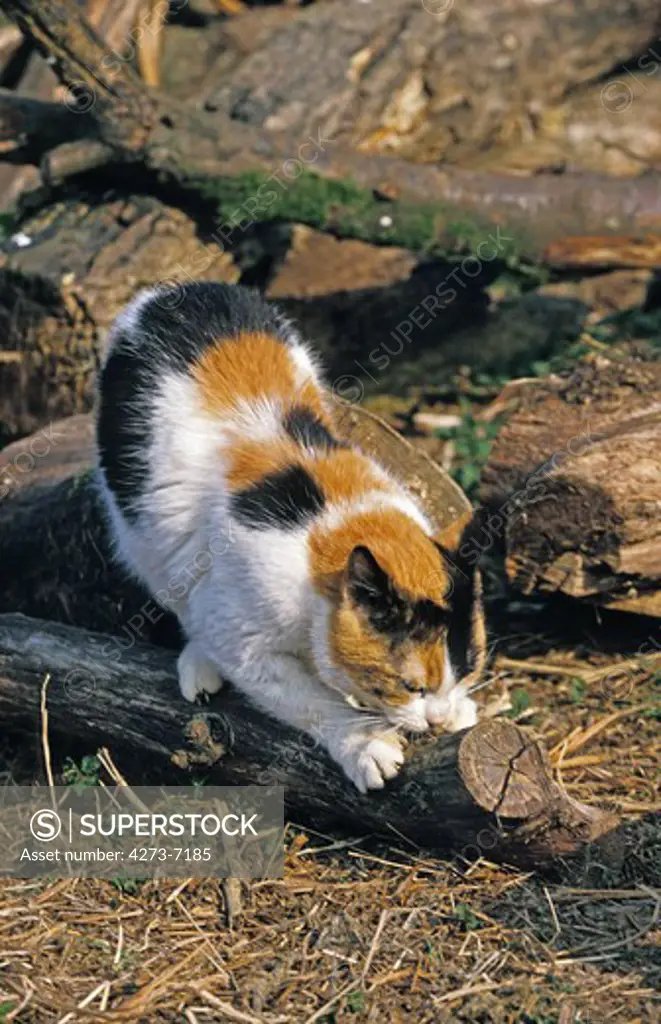 Domestic Cat Sharpening Its Claws On Branch