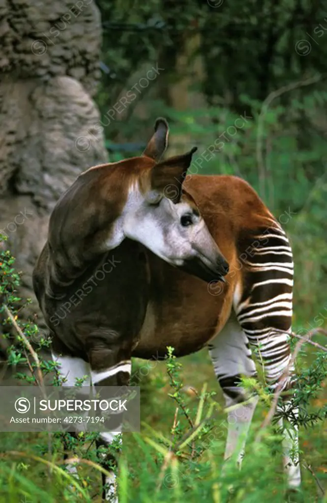 Okapi, Okapia Johnstoni, Female