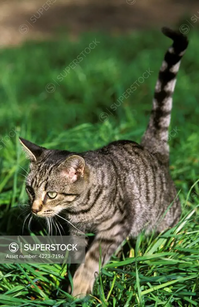 Silver Tabby Domestic Cat, Adult Standing On Grass