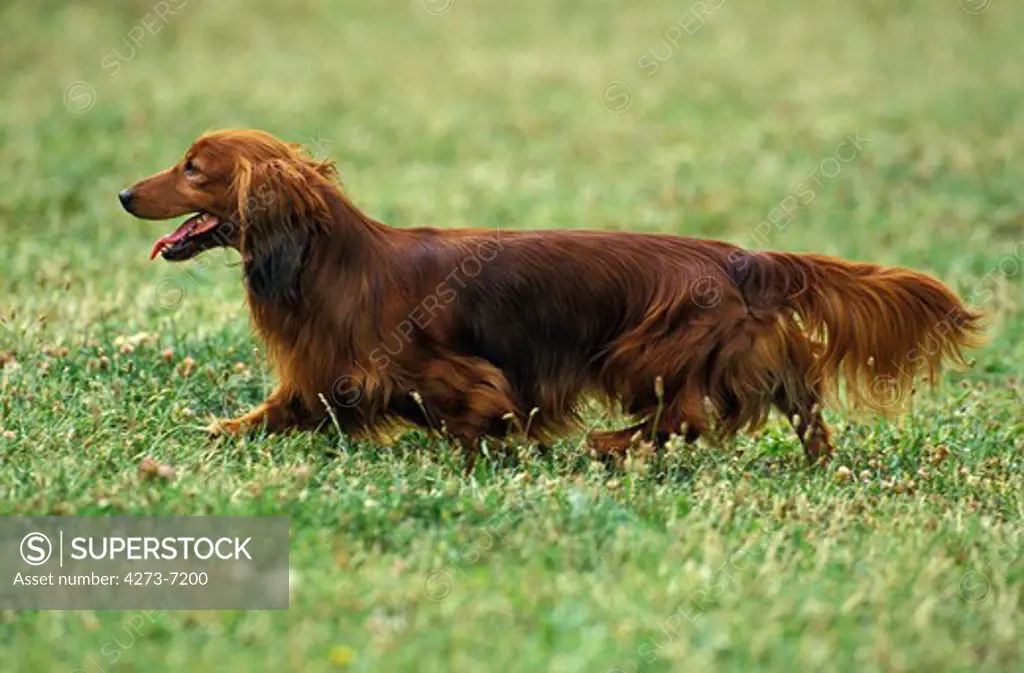 Long-Haired Dachshund, Adult Walking On Grass