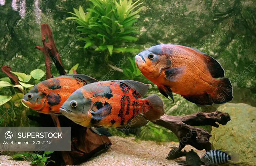 Tiger Oscar Fish Astronotus Ocellatus, Cichlid Of South America
