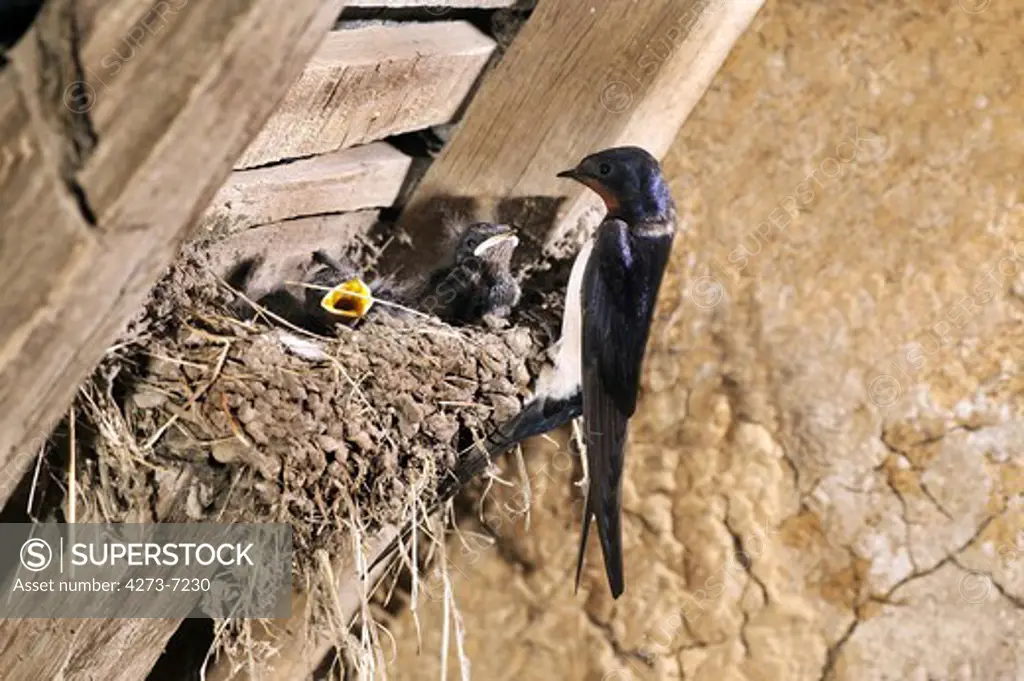 Barn Swallow Hirundo Rustica, Adult With Chicks In Nest, Normandy