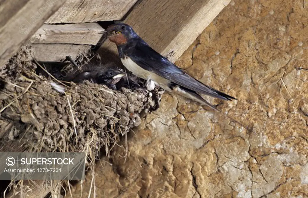 Barn Swallow Hirundo Rustica, Adult With Insects In Its Beak For Feeding Chicks In Nest, Normandy