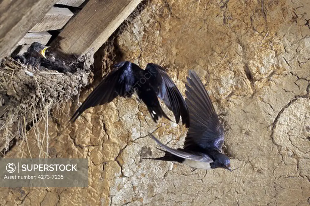 Barn Swallow, Hirundo Rustica, Adult In Flight, Feeding Chicks At Nest, Normandy