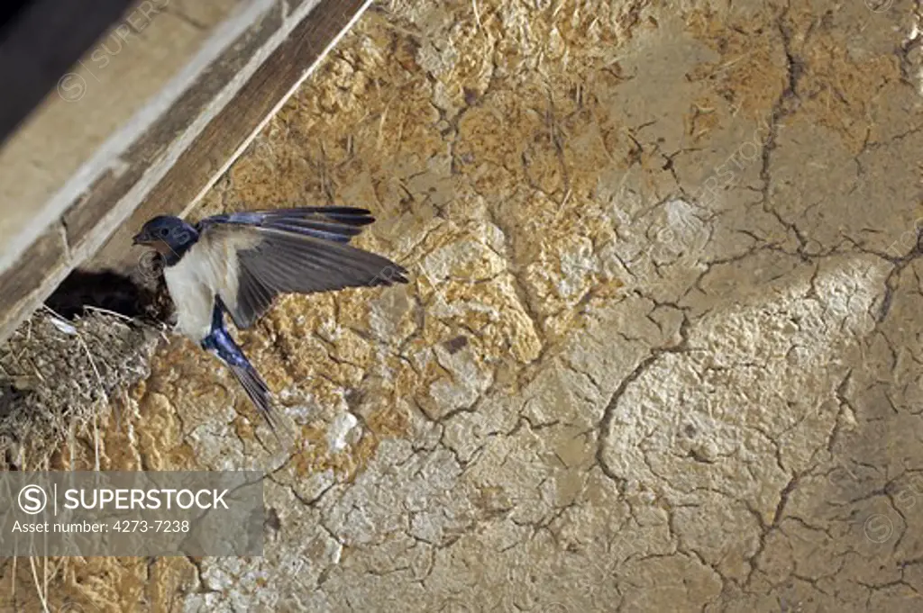 Barn Swallow Hirundo Rustica, Adult In Flight With Insects In Its Beak For Feeding Chicks In Nest, Normandy