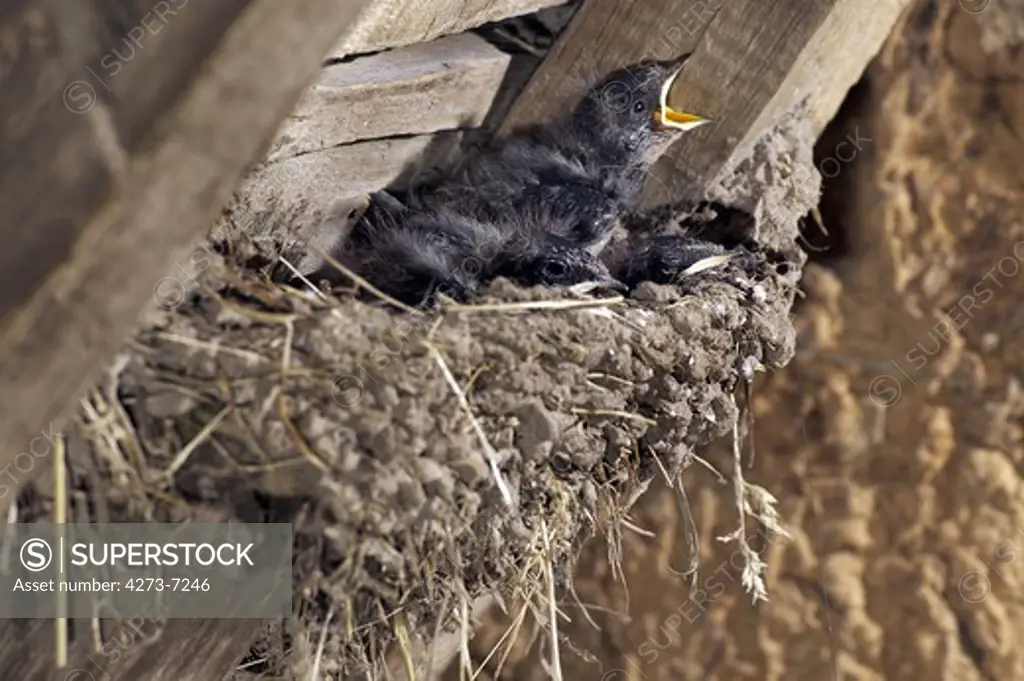 Barn Swallow Hirundo Rustica, Chicks In Nest, Normandy