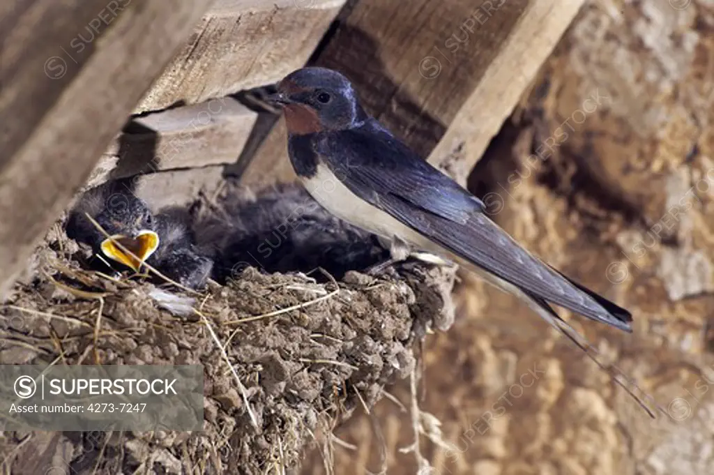 Barn Swallow, Hirundo Rustica, Adult Feeding Chicks At Nest, Normandy
