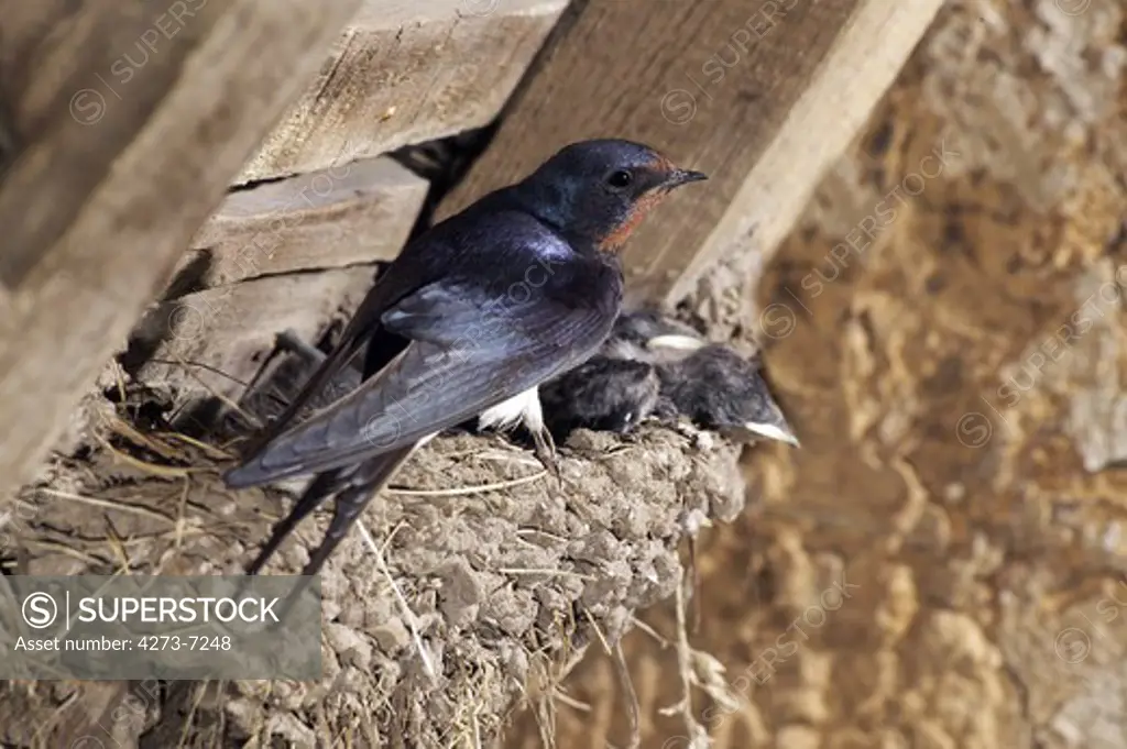 Barn Swallow, Hirundo Rustica, Adult With Chicks At Nest, Normandy