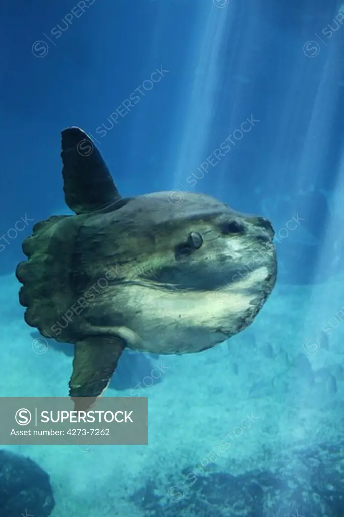 Sunfish, Mola Mola, Adult
