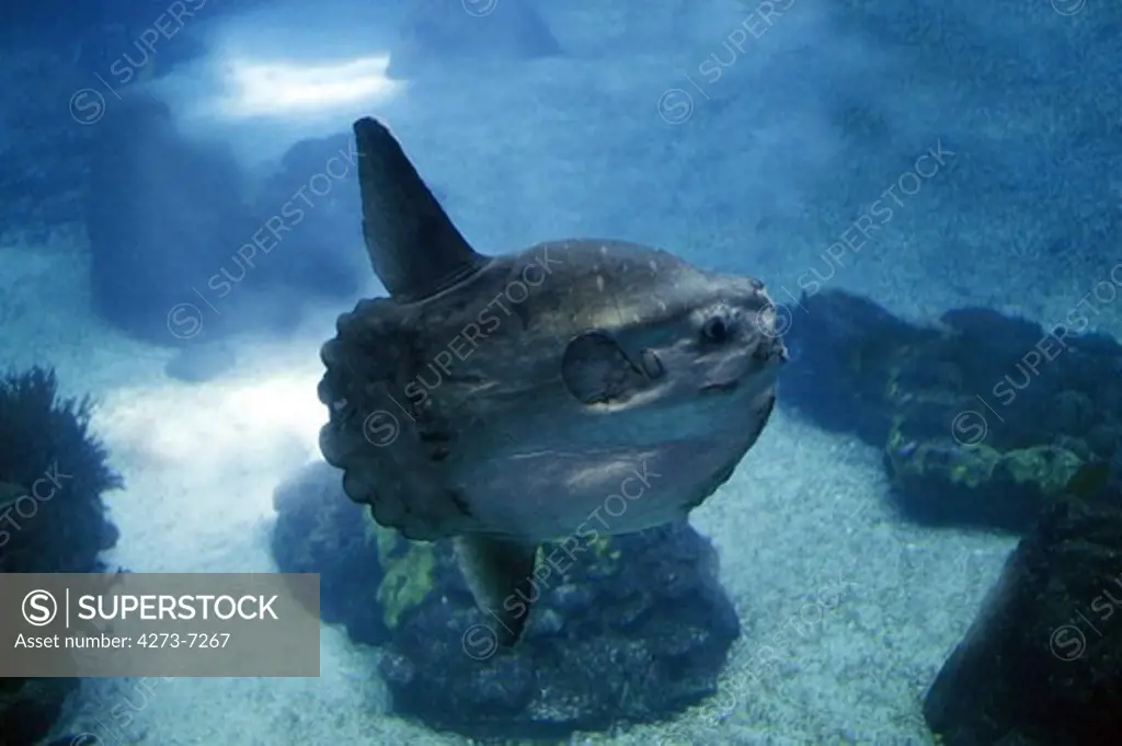 Sunfish Mola Mola, California