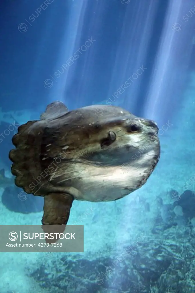 Sunfish, Mola Mola, Adult