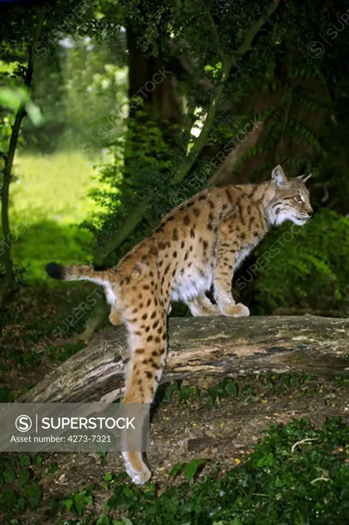 European Lynx, Felis Lynx, Adult Standing On Branch