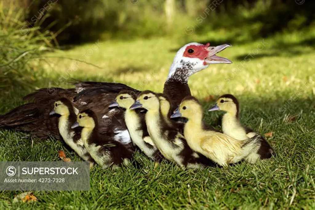 Muskovy Duck, Cairina Moschata, Female With Ducklings, Normandy