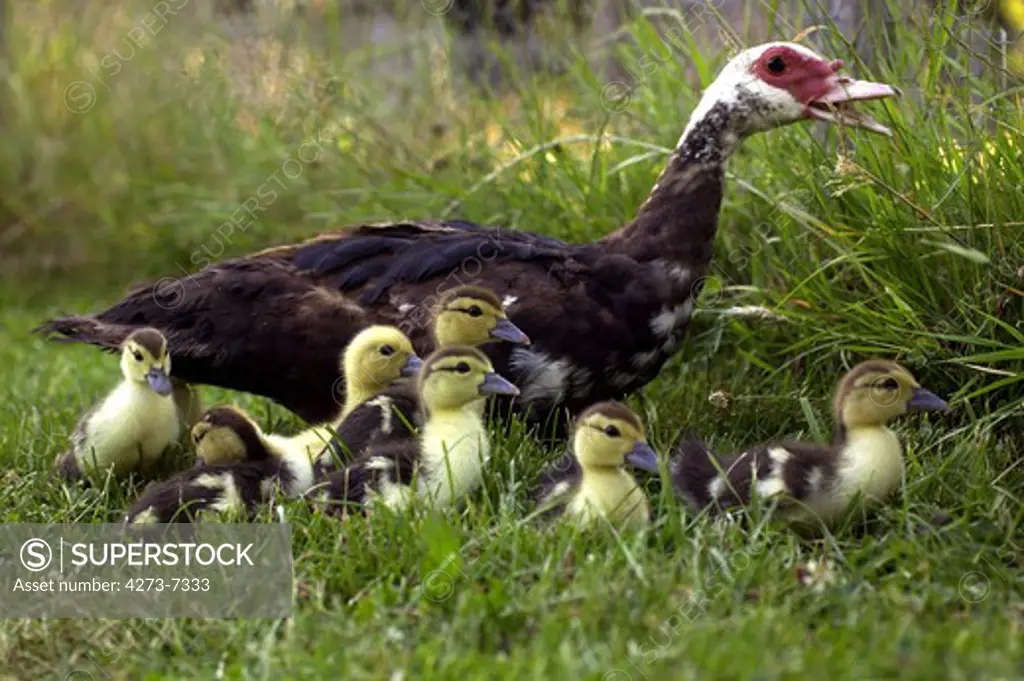 Muskovy Duck Cairina Moschata, Female With Ducklings