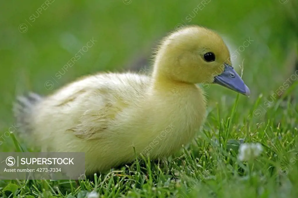 Muskovy Duck, Cairina Moschata, Duckling, Normandy