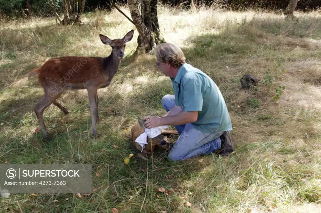 Roe Deer And Red Deer Injured, Rescued At  La Dame Blanche , An Animal Protection Center In Normandy, France