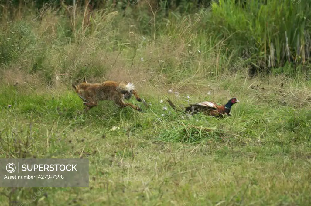 Red Fox, Vulpes Vulpes, Adult Hunting A Common Pheasant Phasianus Colchicus, Normandy