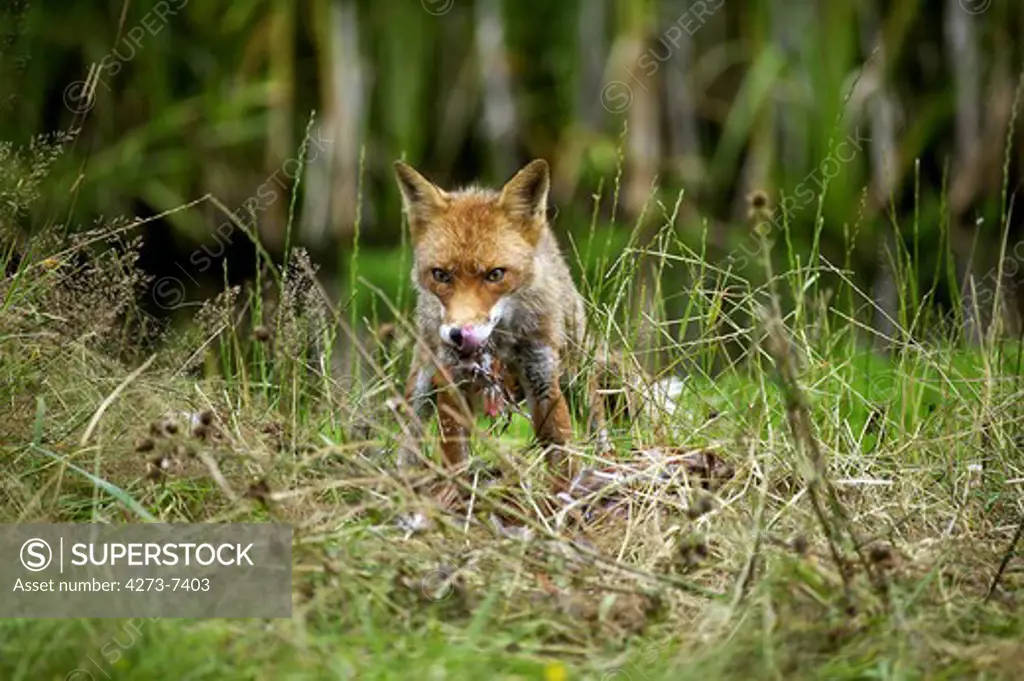 Red Fox Vulpes Vulpes, Adult Feeding On Common Pheasant, Normandy In France