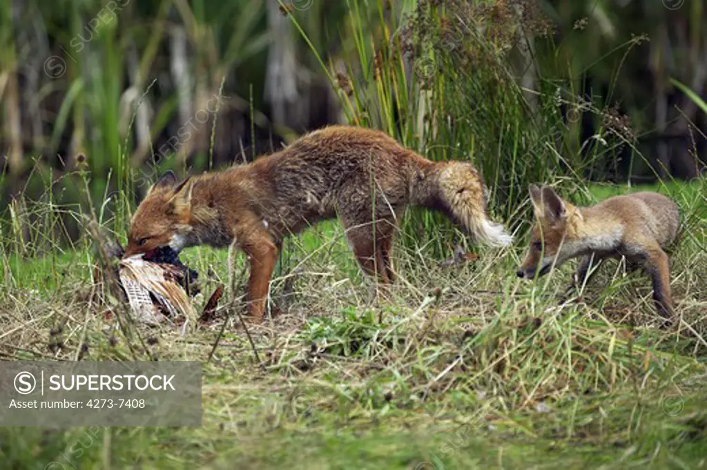 Red Fox Vulpes Vulpes, Adult Killing A Common Pheasant, Normandy In France