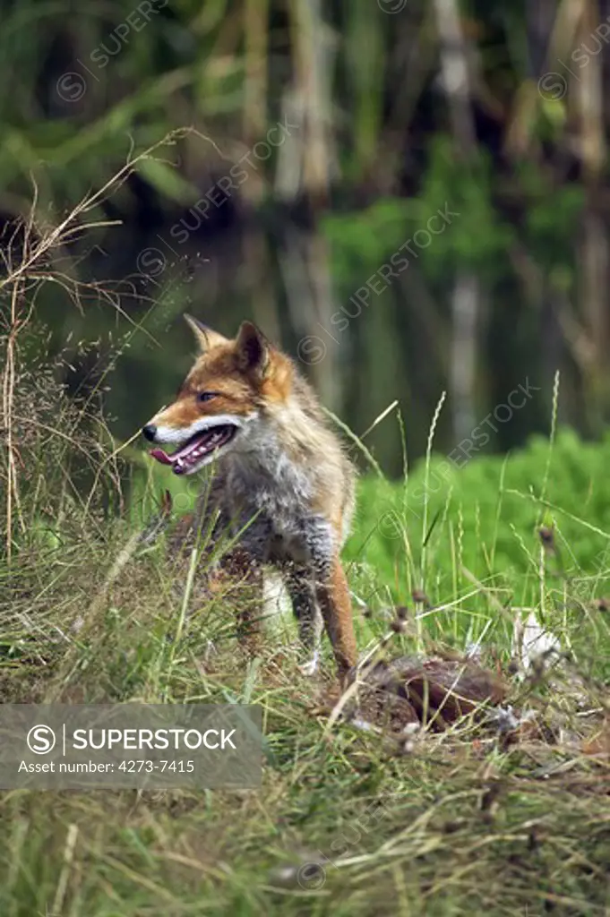 Red Fox, Vulpes Vulpes, Adult With A Kill, A Common Pheasant, Normandy