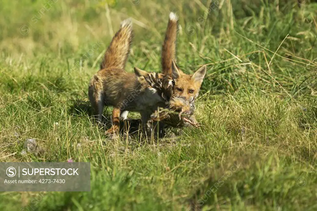 Red Fox Vulpes Vulpes, Adult Killng A Partridge, Normandy In France