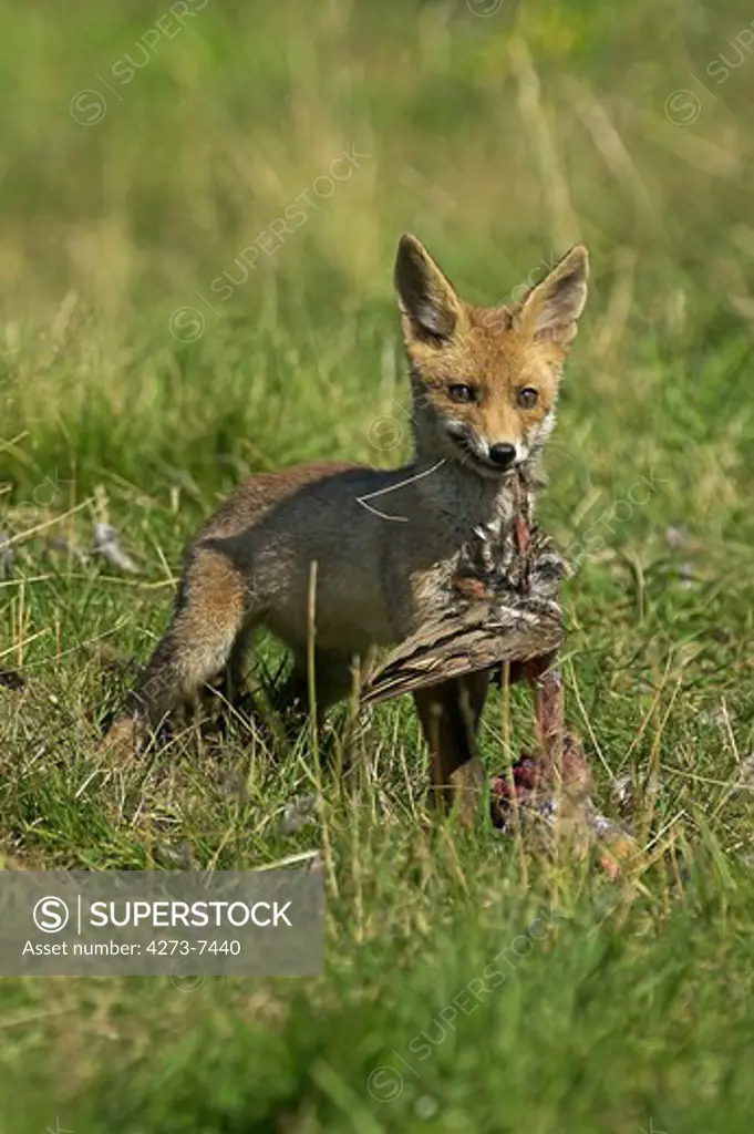 Red Fox, Vulpes Vulpes, Adult Killing A Partridge, Normandy