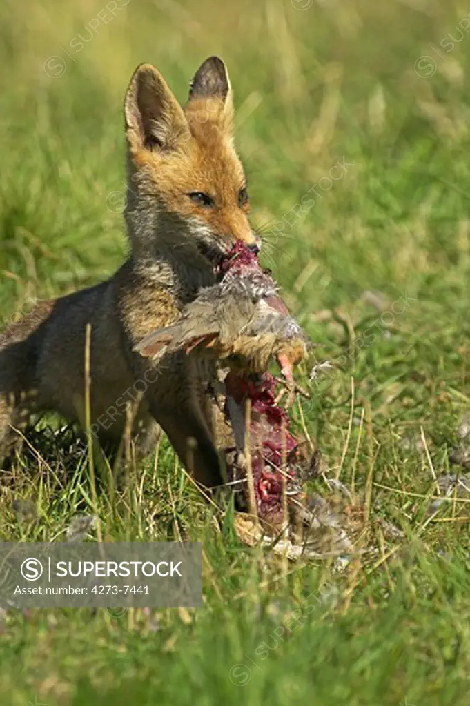 Red Fox Vulpes Vulpes, Adult Feeding On A Partridge, Normandy In France