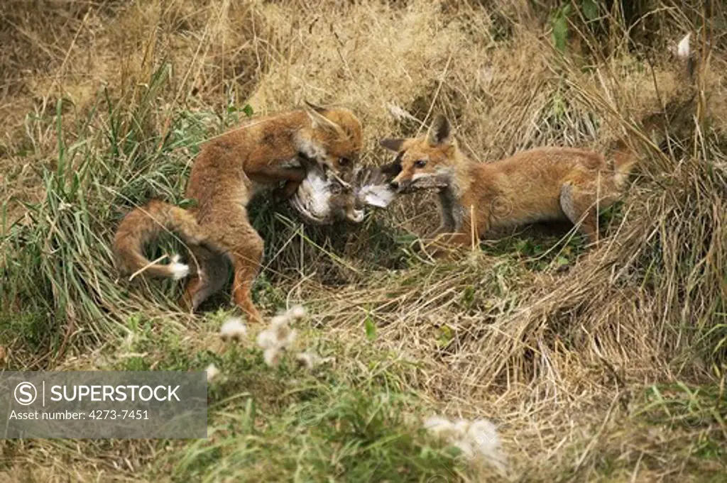 Red Fox, Vulpes Vulpes, Adults With A Partridge Kill, Normandy