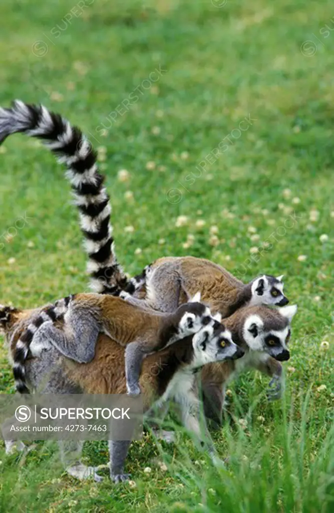 Ring Tailed Lemur, Lemur Catta, Female With Baby On Back