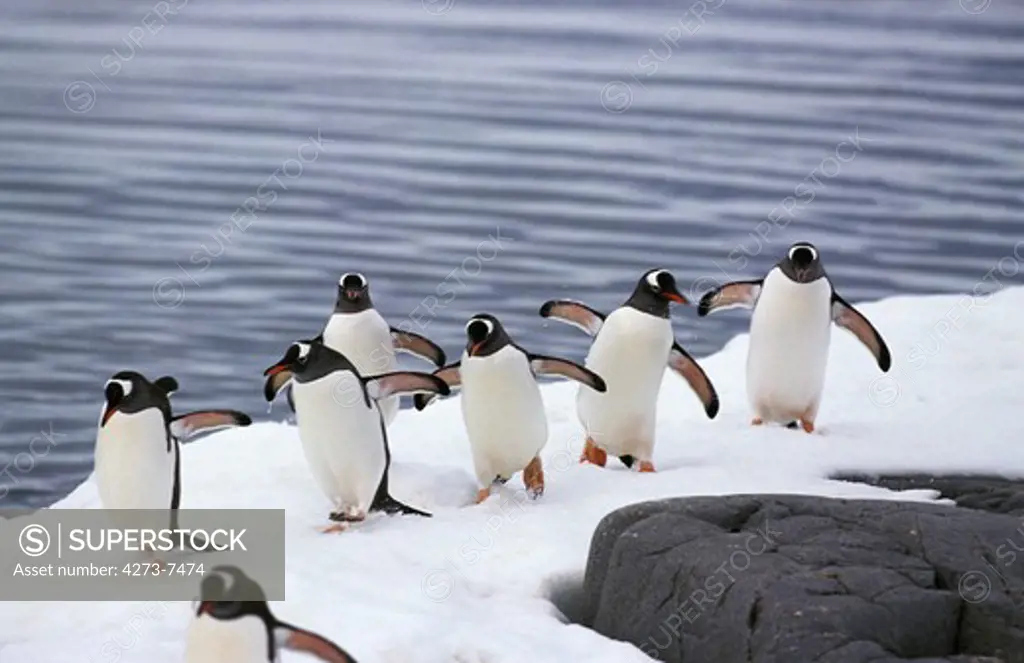 Gentoo Penguin, Pygoscelis Papua, Group Standing On Icefield, Livingstone Island